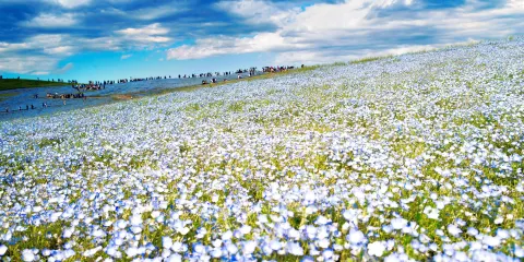 國營常陸海濱公園