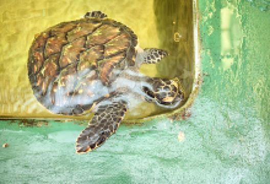 Kosgoda Sea Turtle Conservation Project景点图片