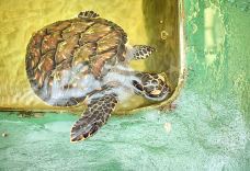 Kosgoda Sea Turtle Conservation Project-科斯戈德-尊敬的会员