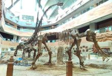 昌吉恐龙博物馆景点图片