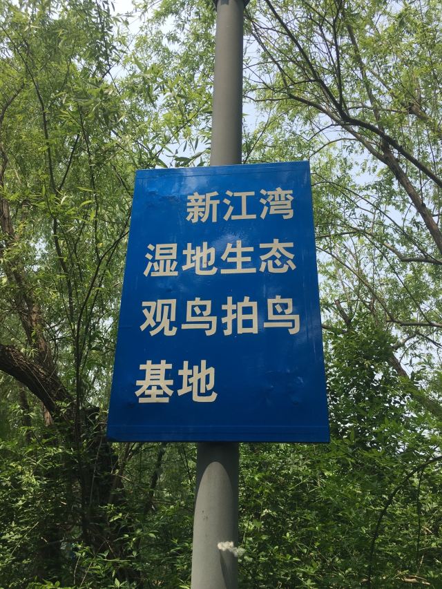 新江湾湿地生态观鸟拍鸟基地旅行图片 3