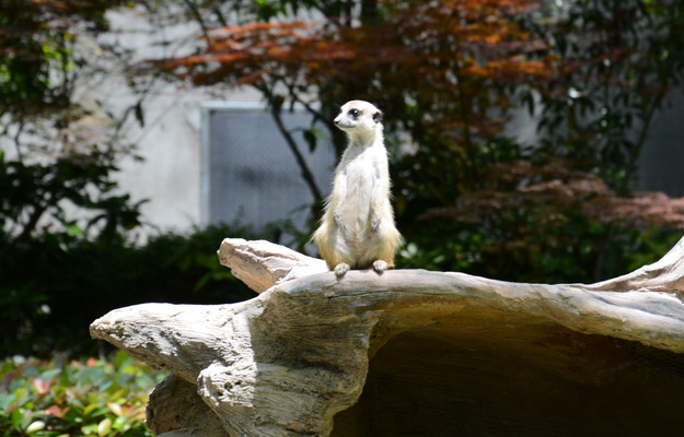 上海-野生动物园