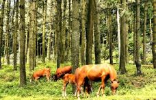 大洞竹海-盘州-吴立珍