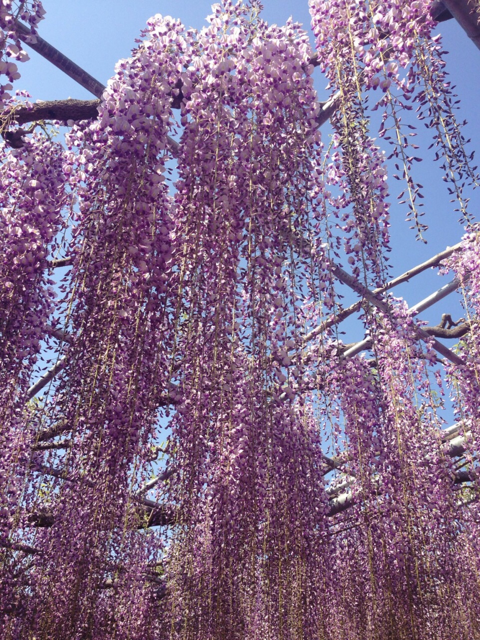 百年紫藤的魅力—紫色的梦幻世界