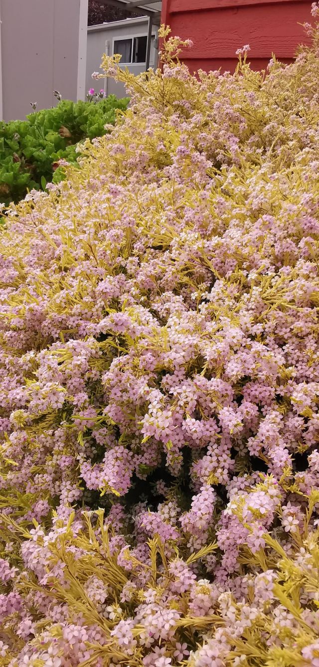 Royal Tasmanian Botanical Gardens