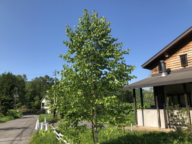 Cafe Gauche餐厅图片