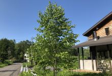 Cafe Gauche美食图片