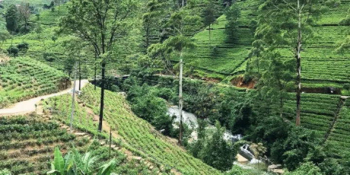 Nuwara Elia and Tea Country