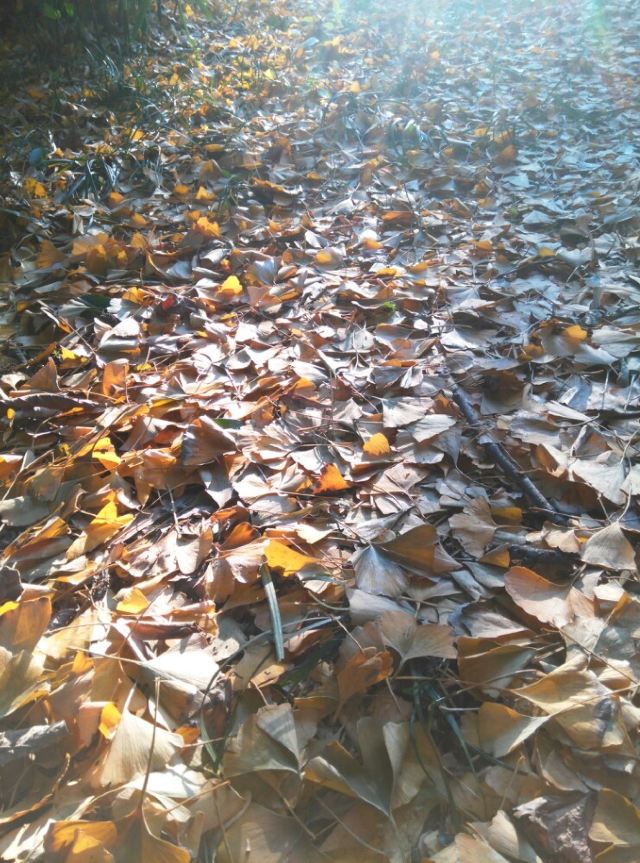 Yushan Park