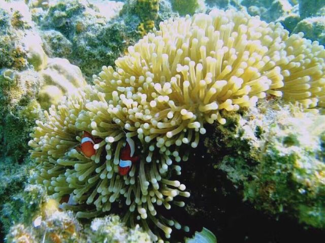 Malwawey Coral Garden