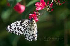 琉宫城蝴蝶园-本部町-doris圈圈