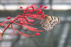 琉宫城蝴蝶园-本部町-doris圈圈