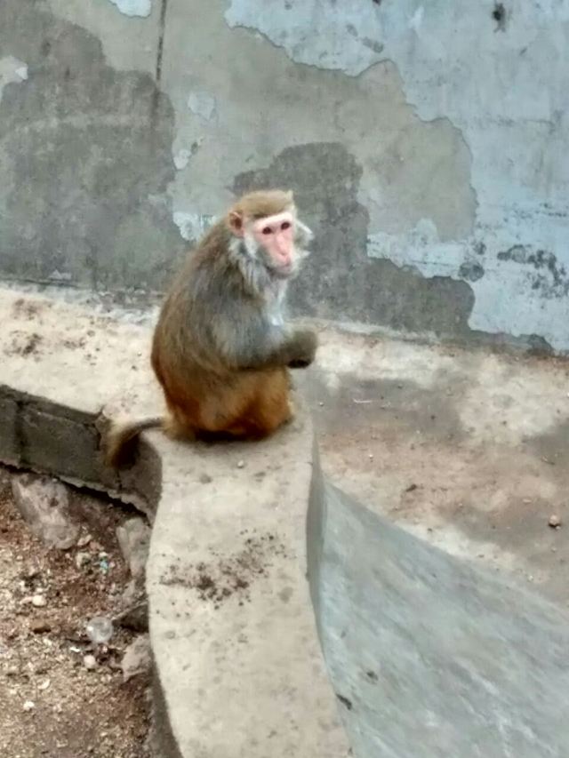 칭다오(청도) 동물원