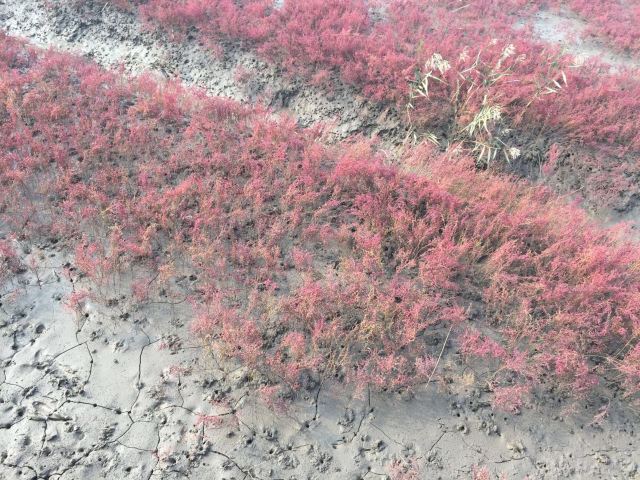 紅海灘國家風景廊道
