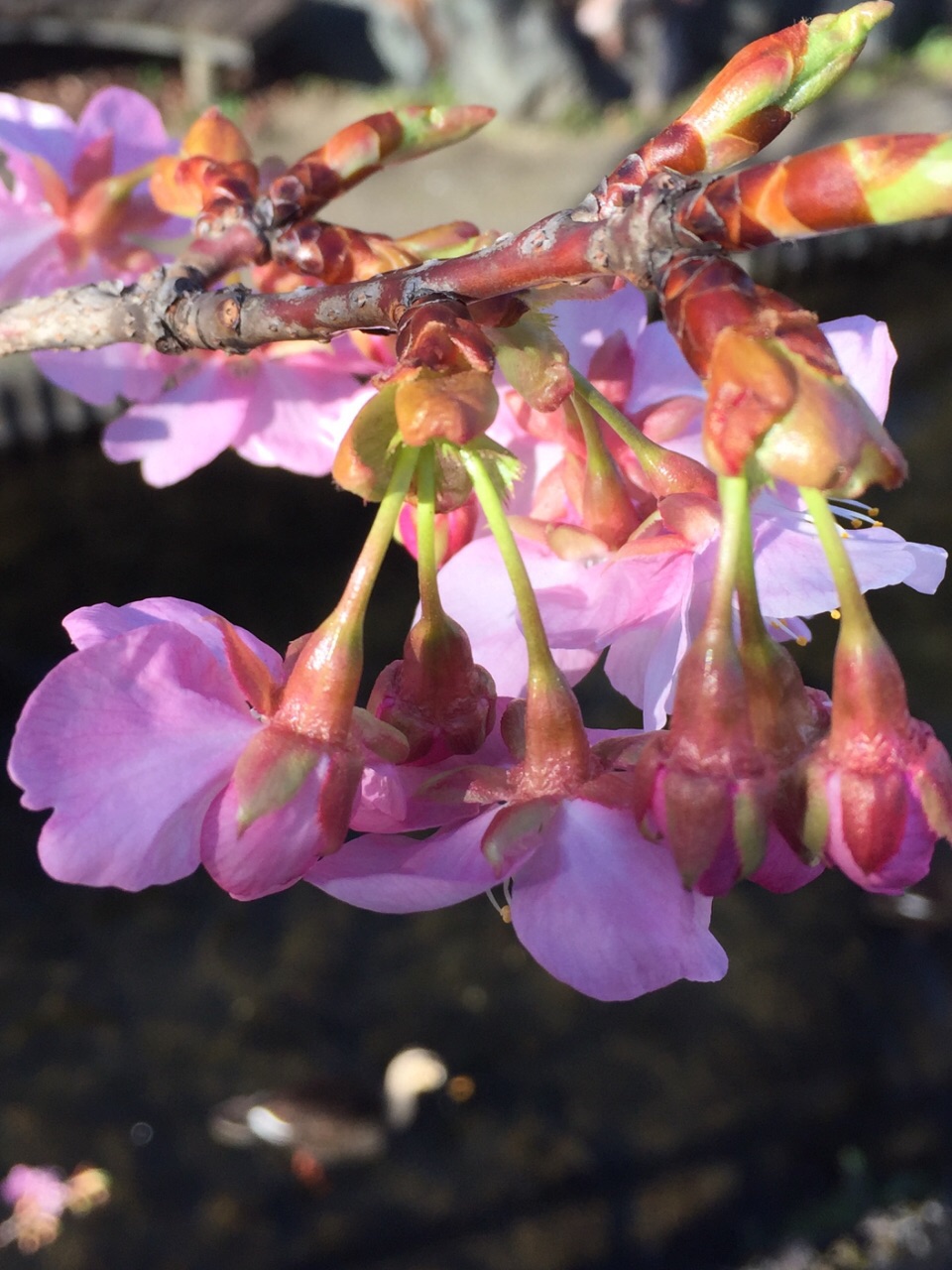 早春又见樱花🌸开有感：生涯知几日，更被一年催。