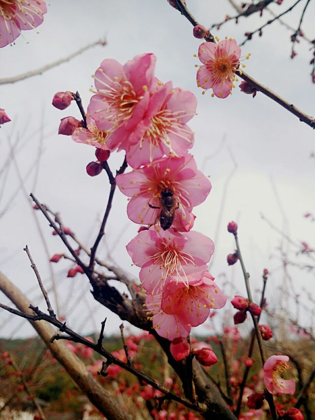 매원