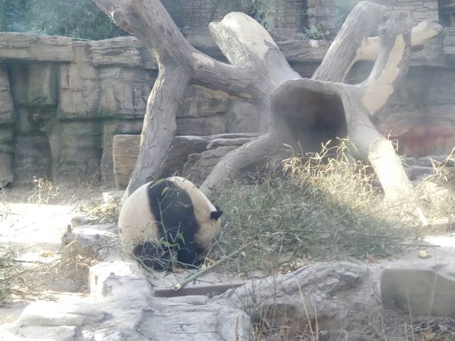 Beijing Zoo