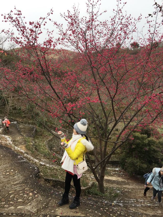 신펑잉화위