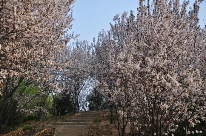 濮阳新蕾公园美景