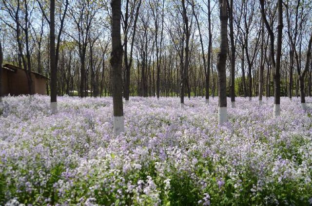 Jiangfu Park