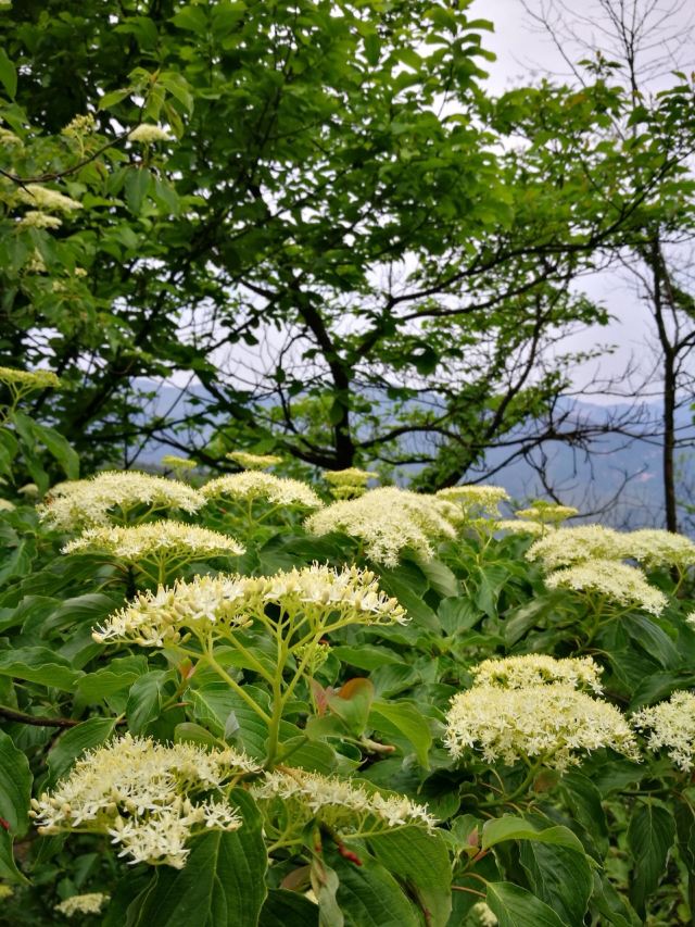 莫干山景區