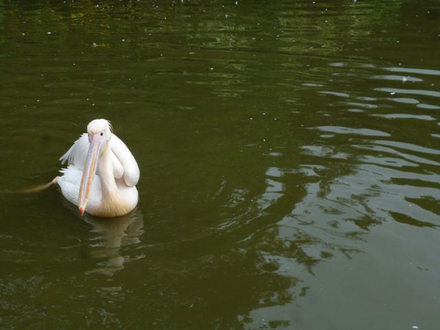 Chimelong Bird Park