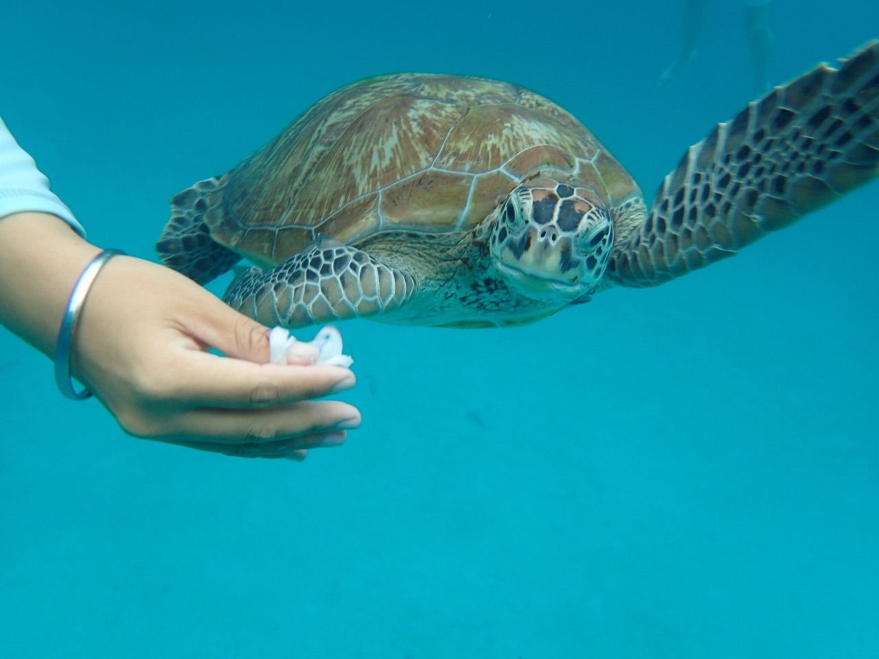 热浪岛逐🐢