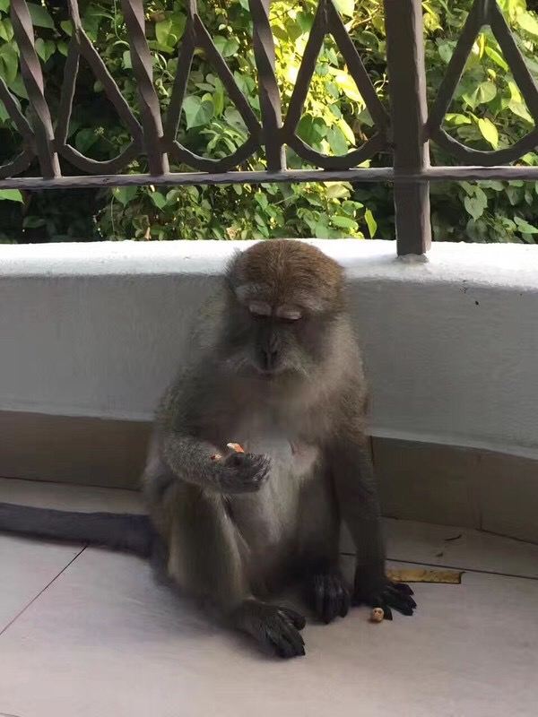 센토사섬