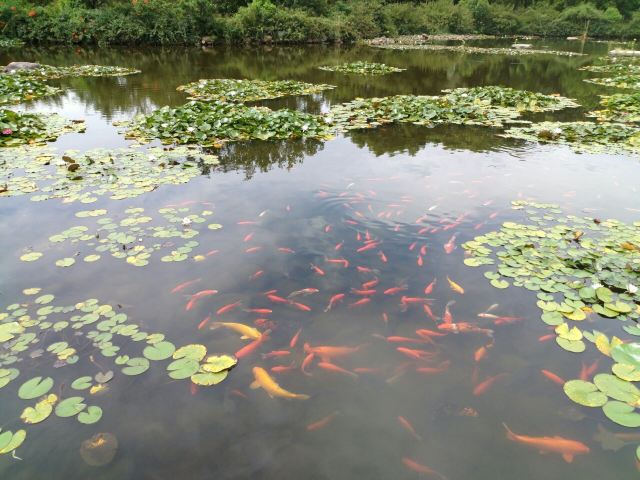 Baimajian Longchi Scenic Area