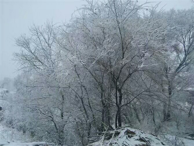 冬天的雪淞