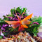 Jutamas Thai Restaurant West