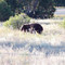 Juniper Valley Ranch