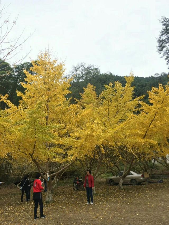 마오쯔펑 린창