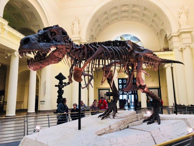 The Field Museum