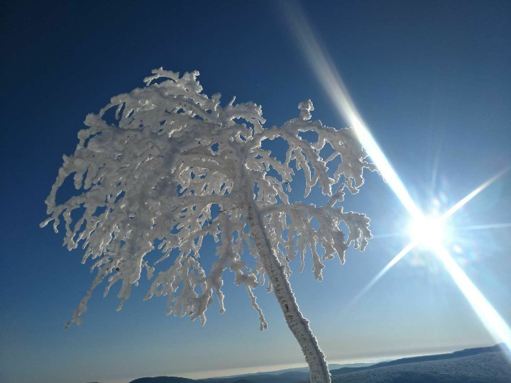 大雪谷探寻雪珊瑚