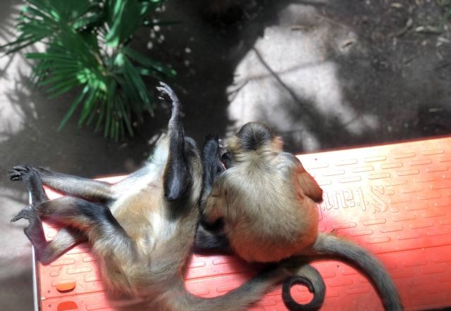 Melbourne Zoo