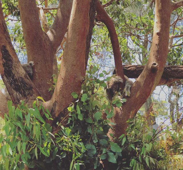 Taronga Zoo