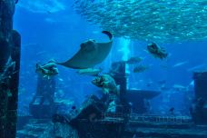 迪拜水族馆和水下动物园-迪拜-doris圈圈