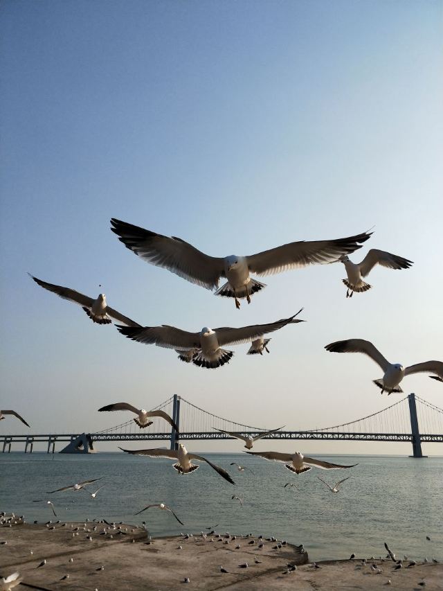 과해대교