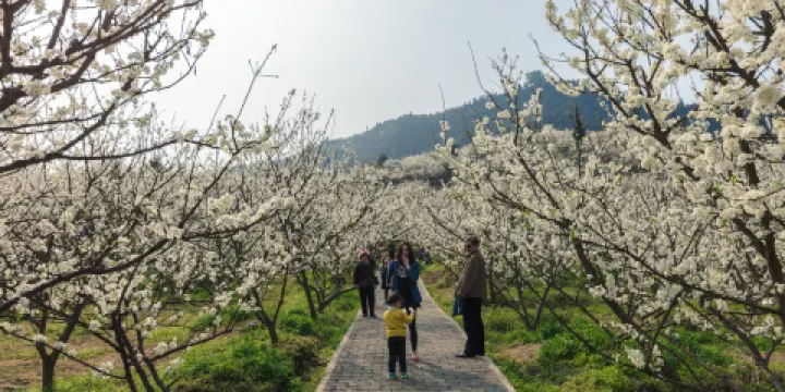 北碚印盒李花生態旅遊區
