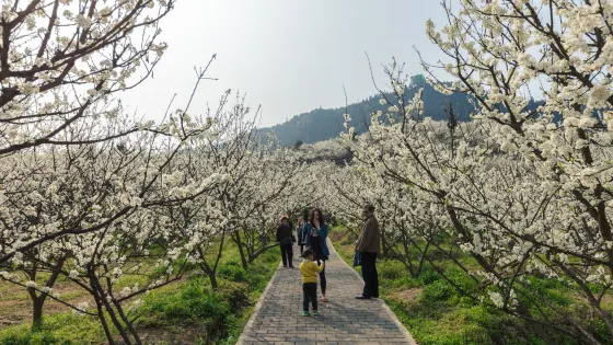 北碚印盒李花生態旅遊區