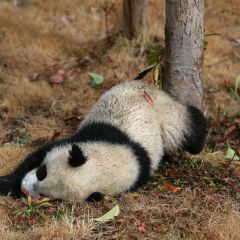 Wolong China Panda Garden Shenshuping Base Travel Guidebook Must