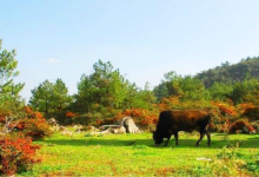 重庆千野草场景区景点图片