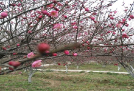梧桐花谷景点图片