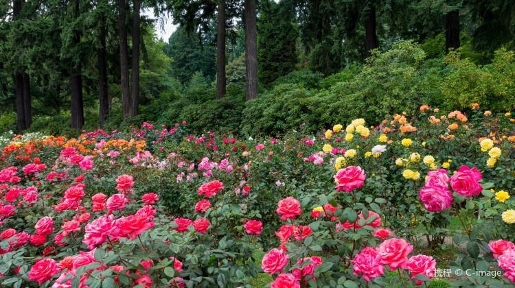 5-Day Bus Tour from San Francisco · Redwood National and State Parks, Crater Lake national park, Mt. Rainier National Park, Seattle
