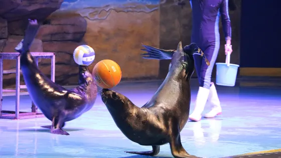 岳陽海立方酷比克海洋公園