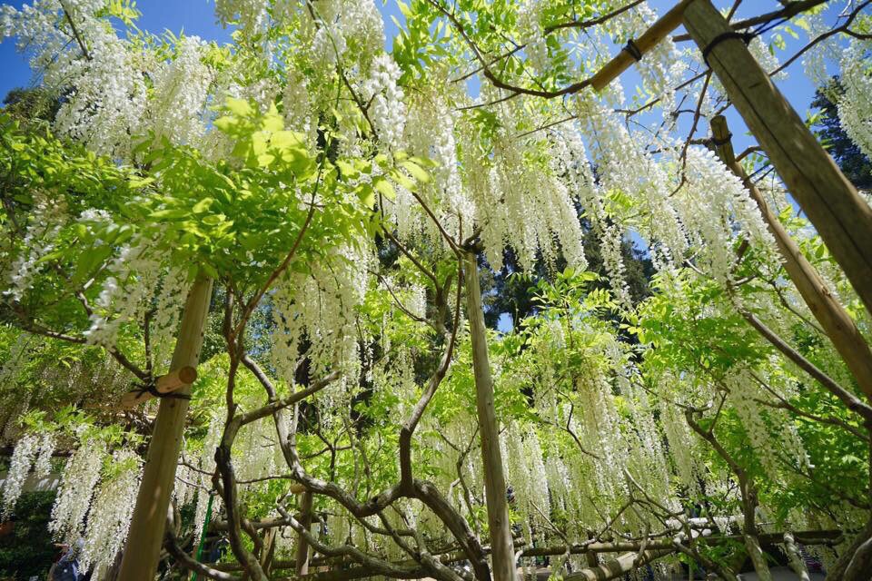 奈良・春日大社・万叶植物园