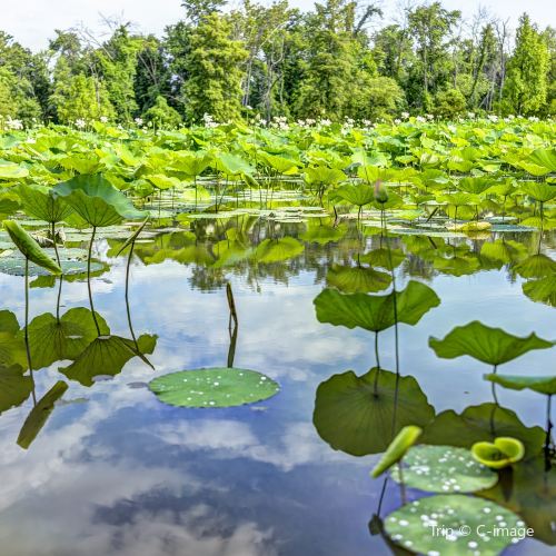 Kenilworth Park And Aquatic Gardens Attractions Bjlaoniu