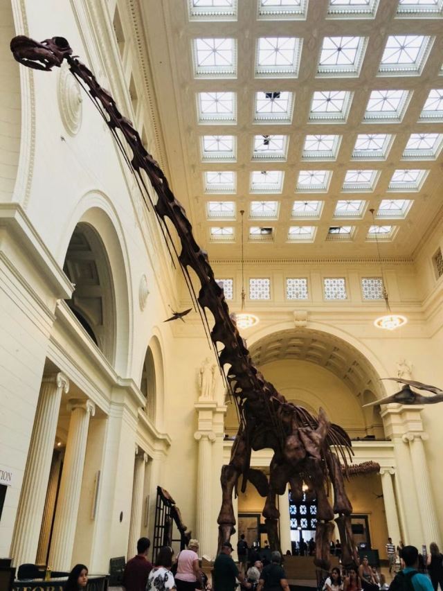 The Field Museum