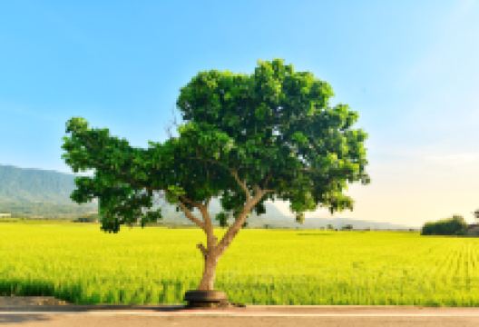 台东市区/铁花村旅游图片-宜兰+花莲+台东等多地七日游